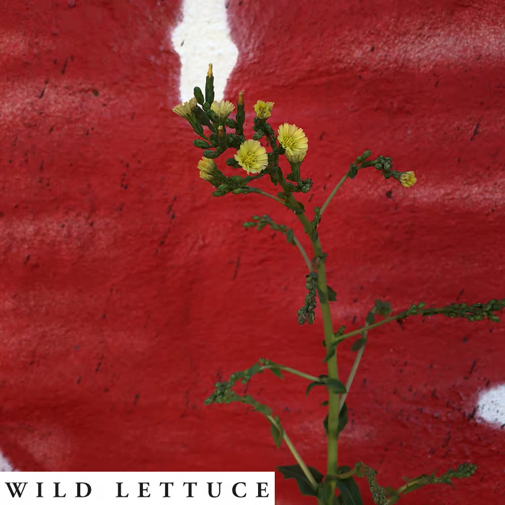 Yellow flower plant against a red background with 'WILD LETTUCE' text.