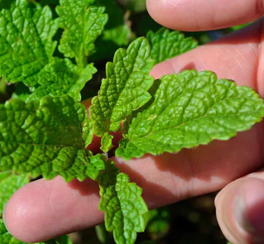 LEMON BALM