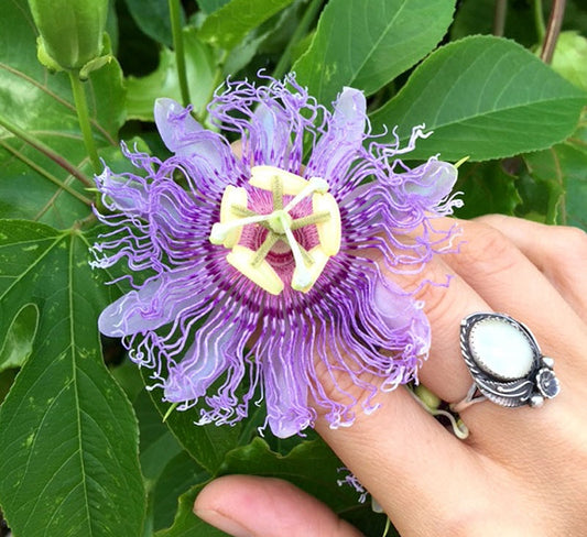 PASSIONFLOWER