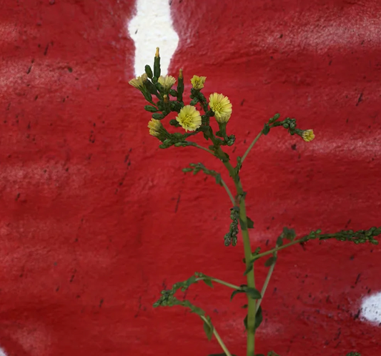 WILD LETTUCE