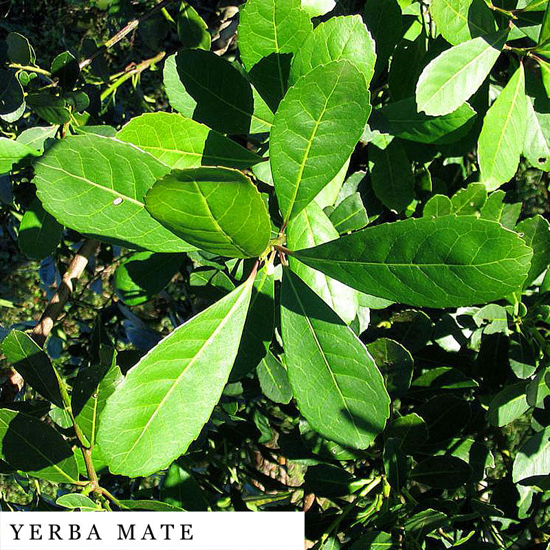 Five fresh organic yerba mate leaves used in AWAKE Herbal Blend herbal mix
