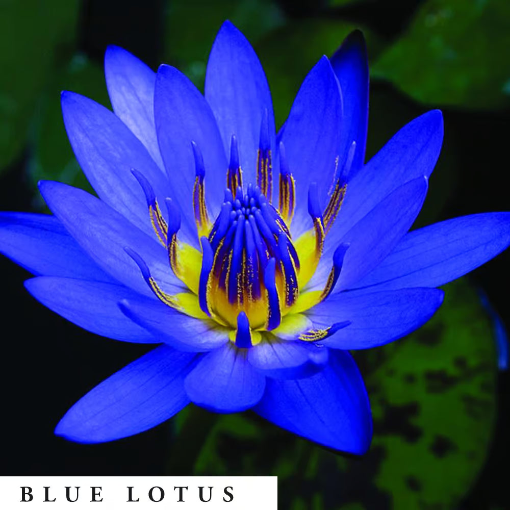 Close-up of a blue lotus flower with a dark background