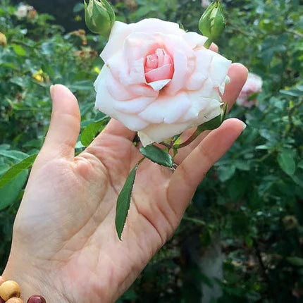 Hand holding a pink rose with green leaves against a blurred natural background