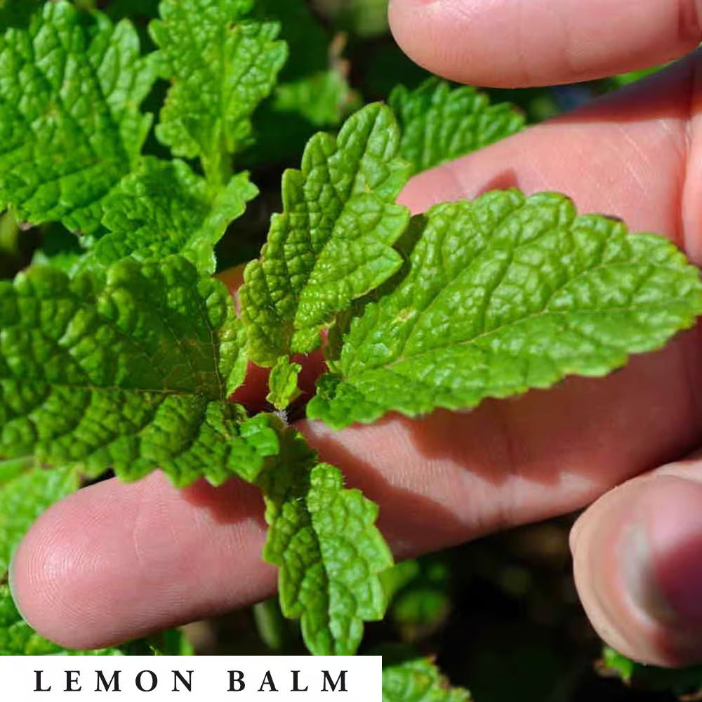Hand holding lemon balm leaves with text overlay