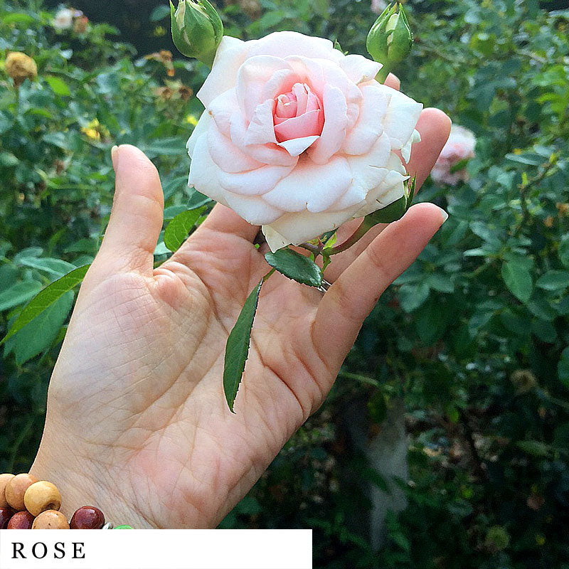 Bloomed pink rose cupped in a girl’s hand – ingredient in SYNC herbal infusion