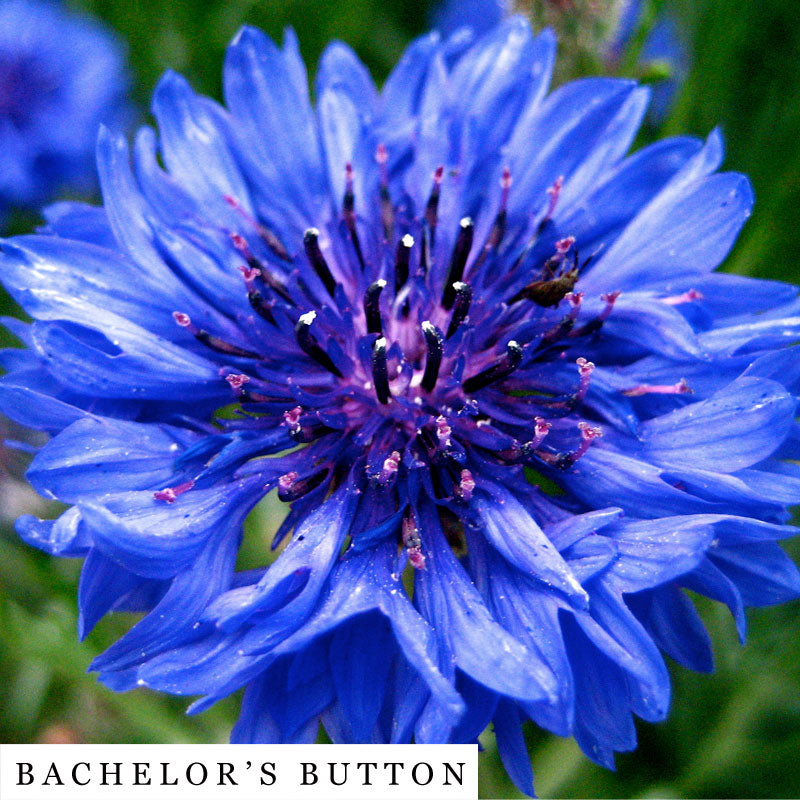 Blue bachelor’s button blossom – botanical ingredient in MASC herbal blend