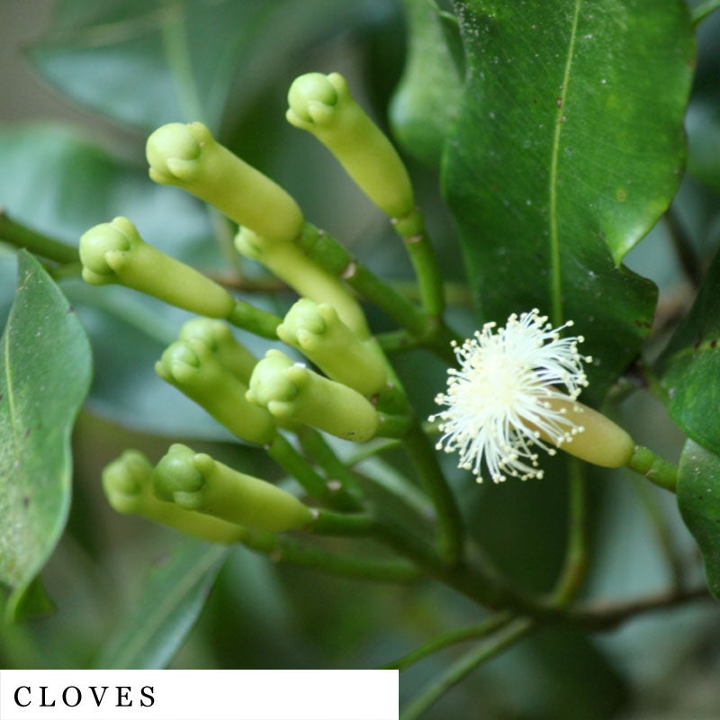 Group of cloves growing on a plant – spice used in MASC herbal formula