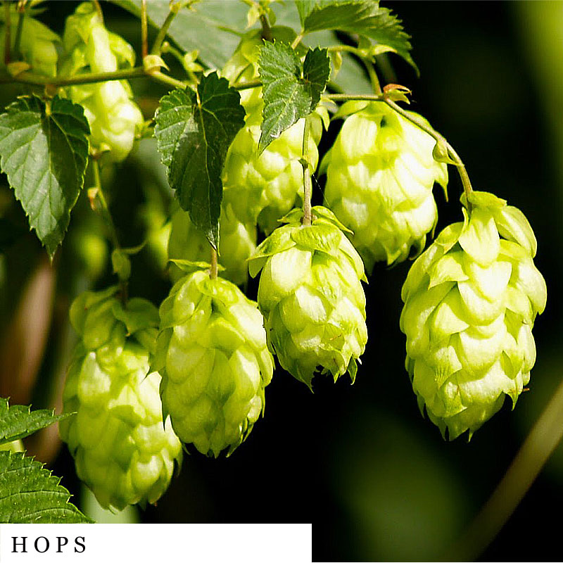 Group of hop buds growing on a vine – ingredient in SLEEP herbal blend