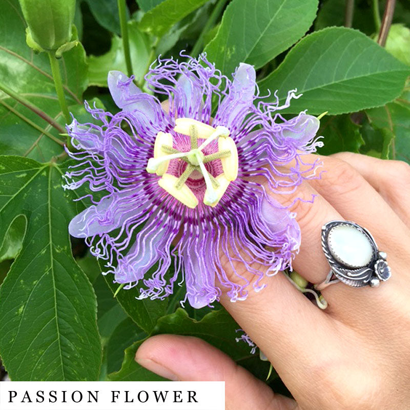 Hand holding a passion flower bloom – key herb in SLEEP herbal infusion