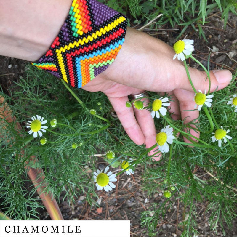 Hand playing with tiny chamomile flower heads – ingredient in SLEEP herbal blend