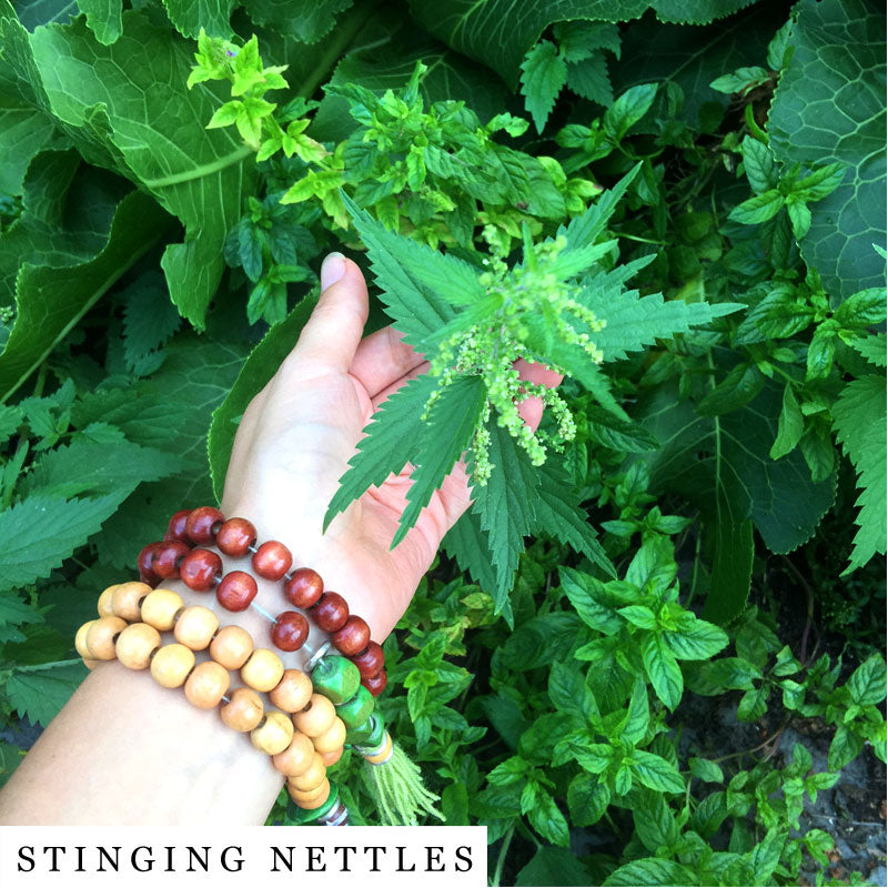 Hand wearing bead bracelet holding stinging nettles, one of the key herbs in AWAKE Herbal Blend