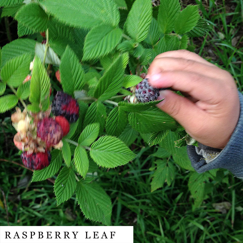 Kid’s fingers picking fresh raspberries – natural ingredient in MOON herbal blend