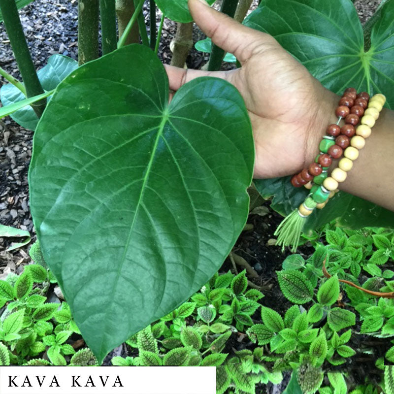 Male brown hand holding a large kava leaf used in FEMME herbal blend
