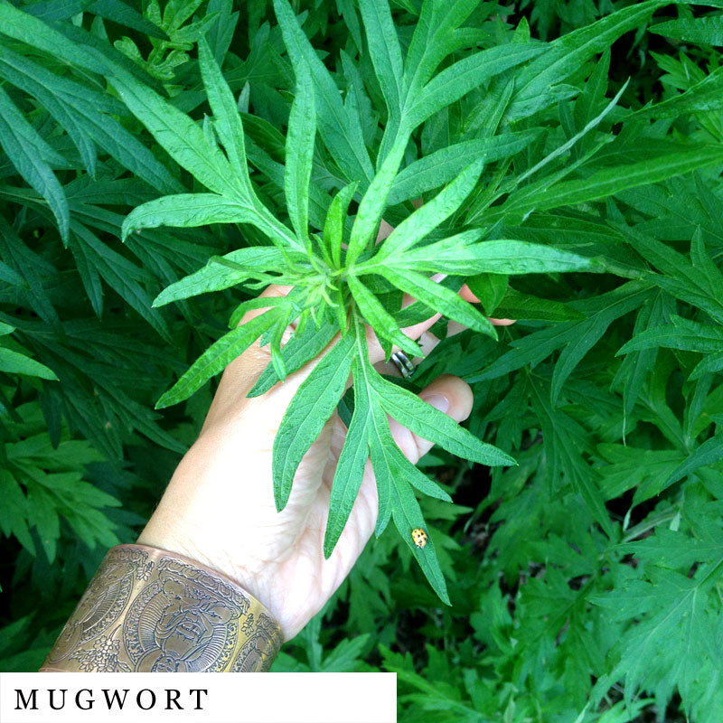 Mugwort plant held by a white hand with copper bracelet – ingredient in SYNC herbal blend