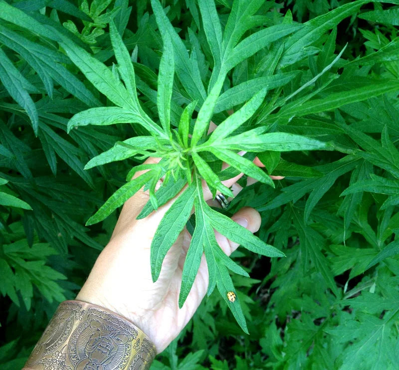 Hand holding a leaf of a green plant with a blurred natural background