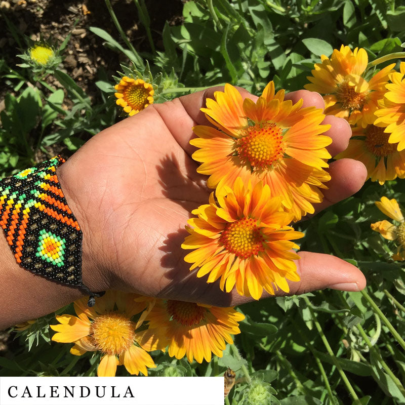 Hand with peyote bracelet holding a calendula flower used in CENTER Herbal Blend