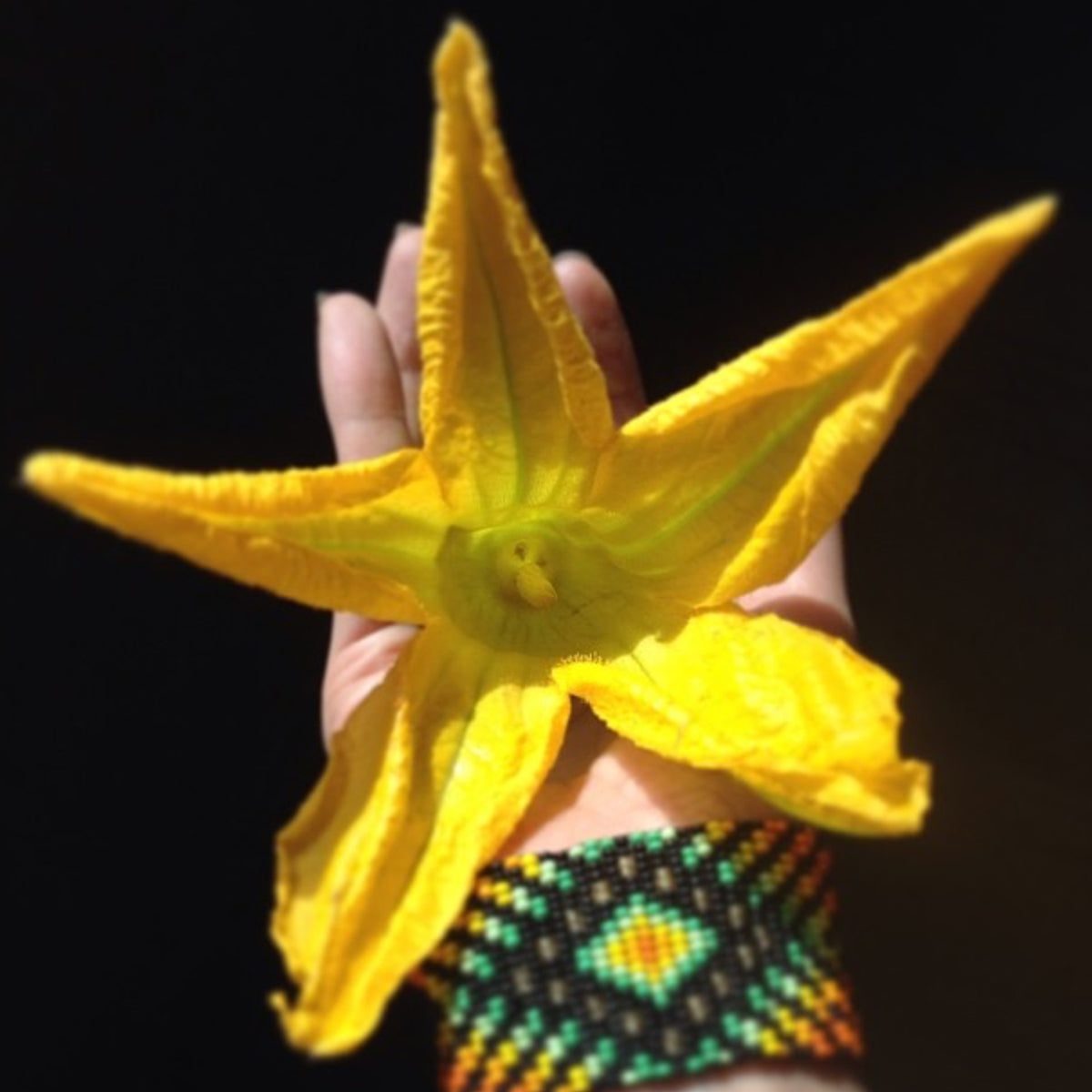 Hand holding a yellow flower against a black background