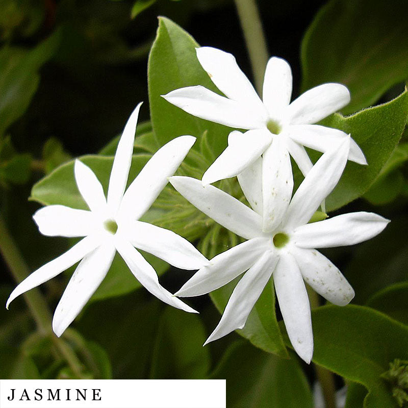 Three white jasmine flowers used in FEMME organic herbal blend