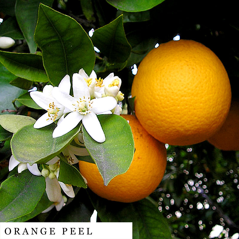 Two oranges hanging next to white orange blossoms – ingredients in FEMME blend