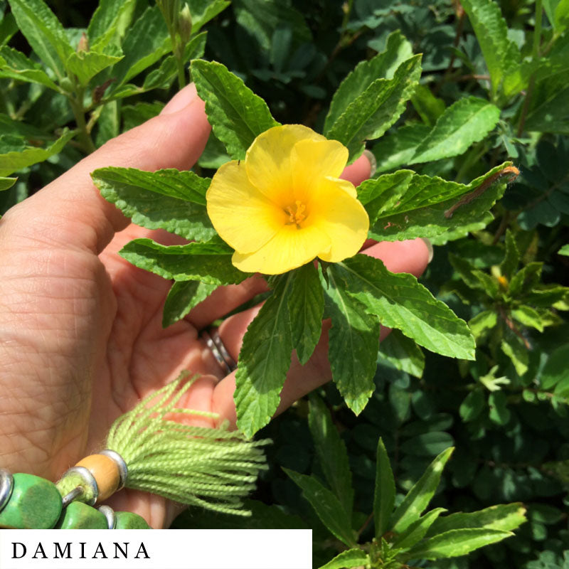 White hand gently cupping a yellow damiana flower from CALM Herbal Blend