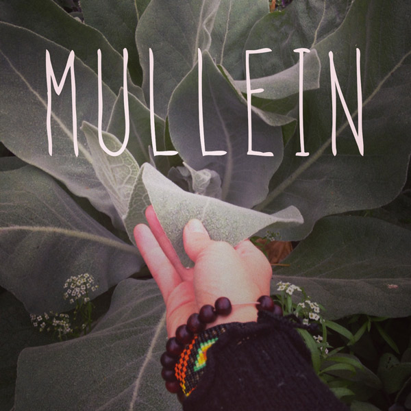 Female Hand holding mullein organic herbal smokable herb