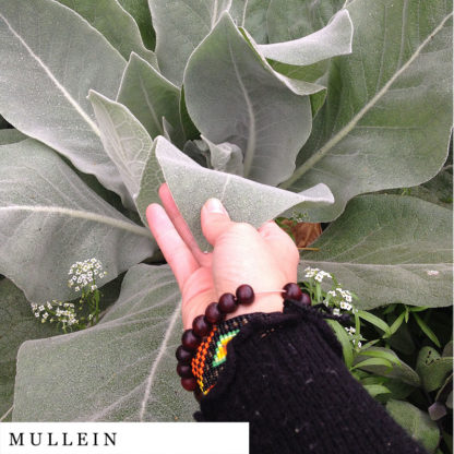 Hand holding mullein organic herbal smokable herb