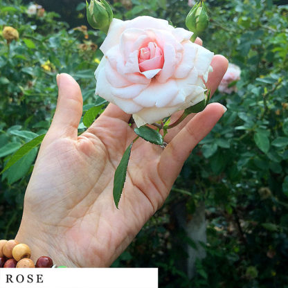 Hand holding rose organic herbal smokable herb