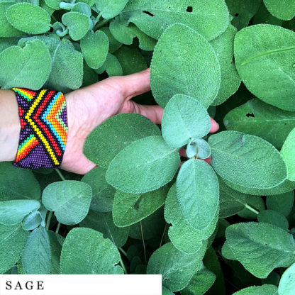 Hand holding sage organic herbal smokable herb