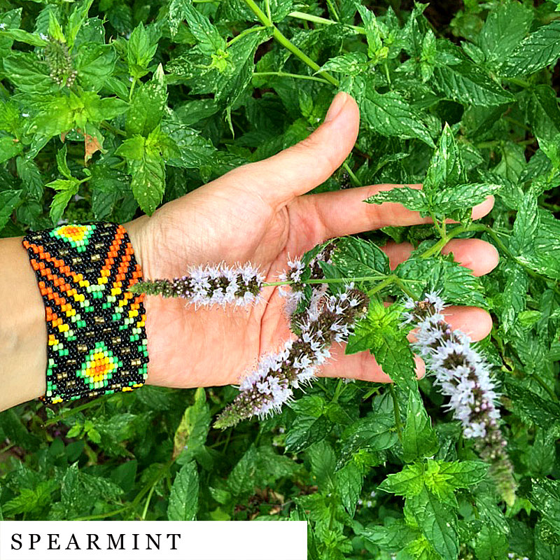 Hand holding spearmint organic herbal smokable herb