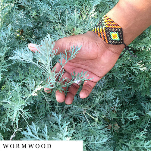 POC herbalist holding organic herbal smokable blend Wormwood