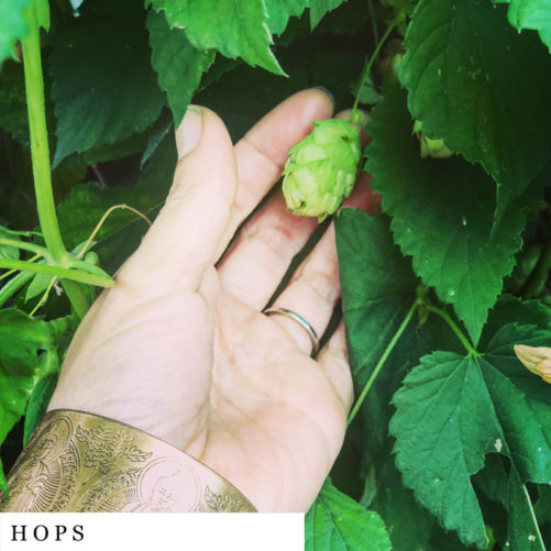 Hand holding hops organic herbal smokable herb