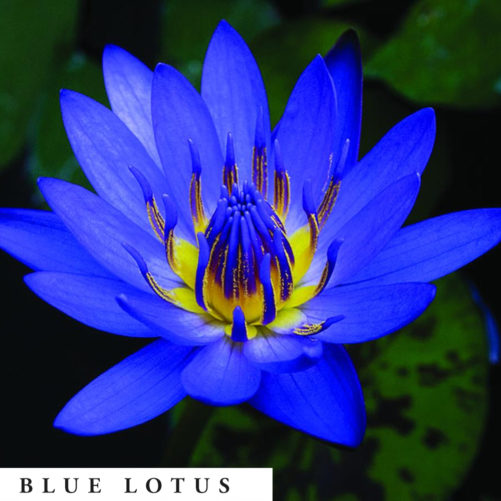 Blue Lotus can be used as an herbal smoking blend, for an herbal bath, tea and aromatherapy dry blend.