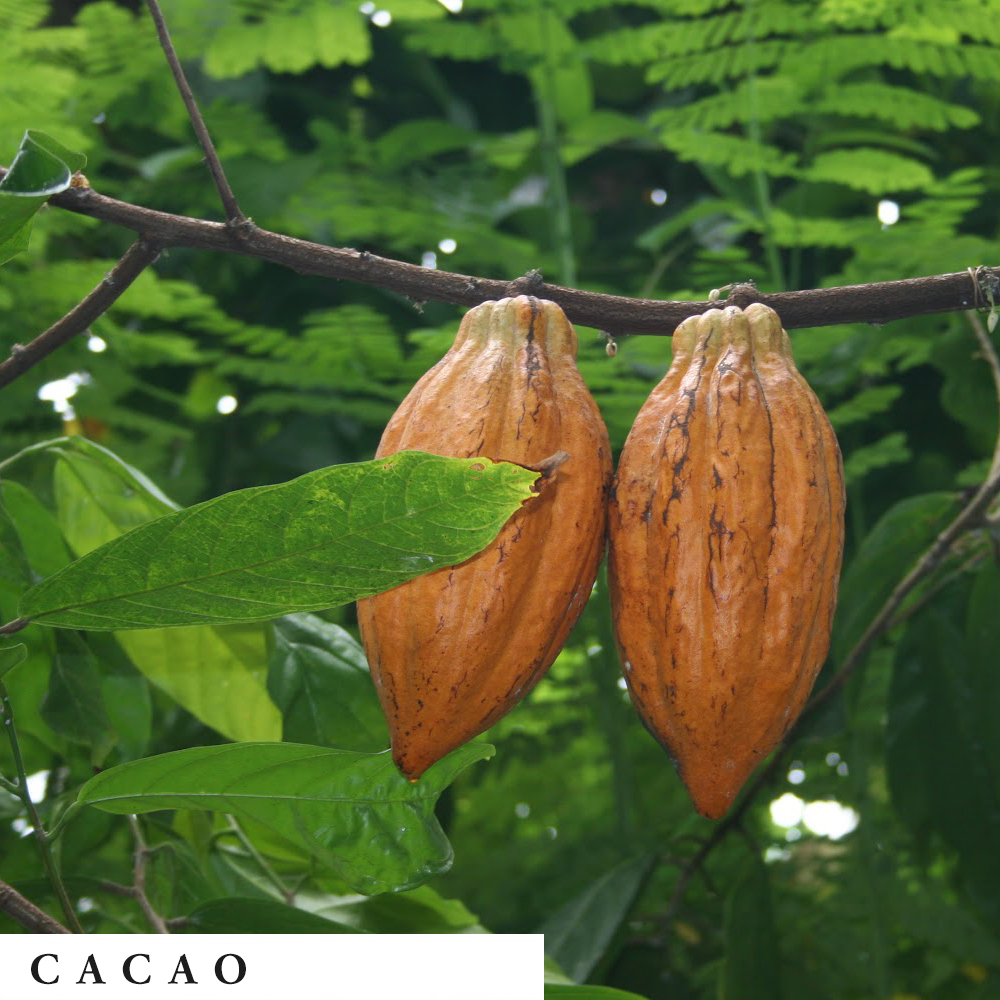 Cacao can be used in an herbal bath, herbal smoking blend, tea and aromatherapy dry blend.