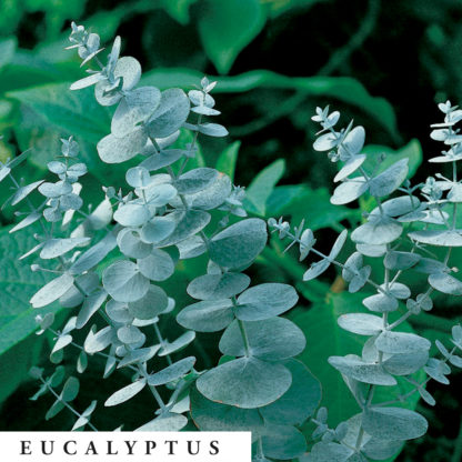 Eucalyptus can be used in an herbal bath, herbal smoking blend, tea and aromatherapy dry blend.
