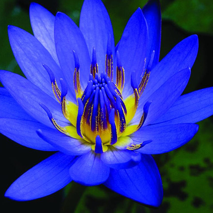 Blue Lotus can be used as an herbal smoking blend, for an herbal bath, tea and aromatherapy dry blend.