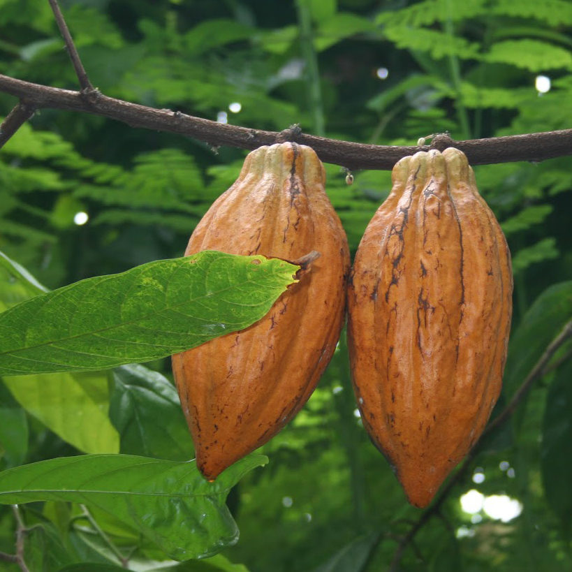 Cacao can be used in an herbal bath, herbal smoking blend, tea and aromatherapy dry blend.