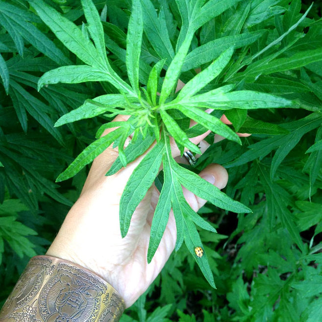 Hand holding mugwort organic herbal smokable herb