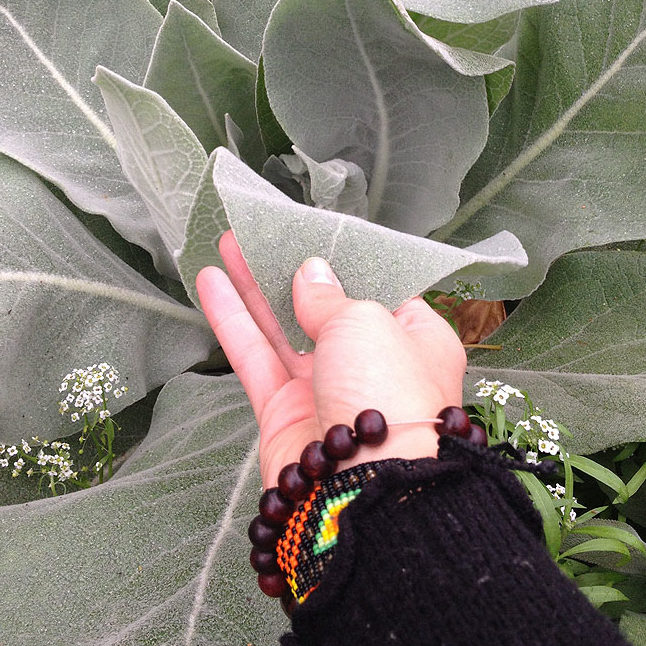 Hand holding mullein organic herbal smokable herb