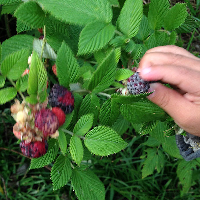 Hand holding raspberry leaf organic herbal smokable herb